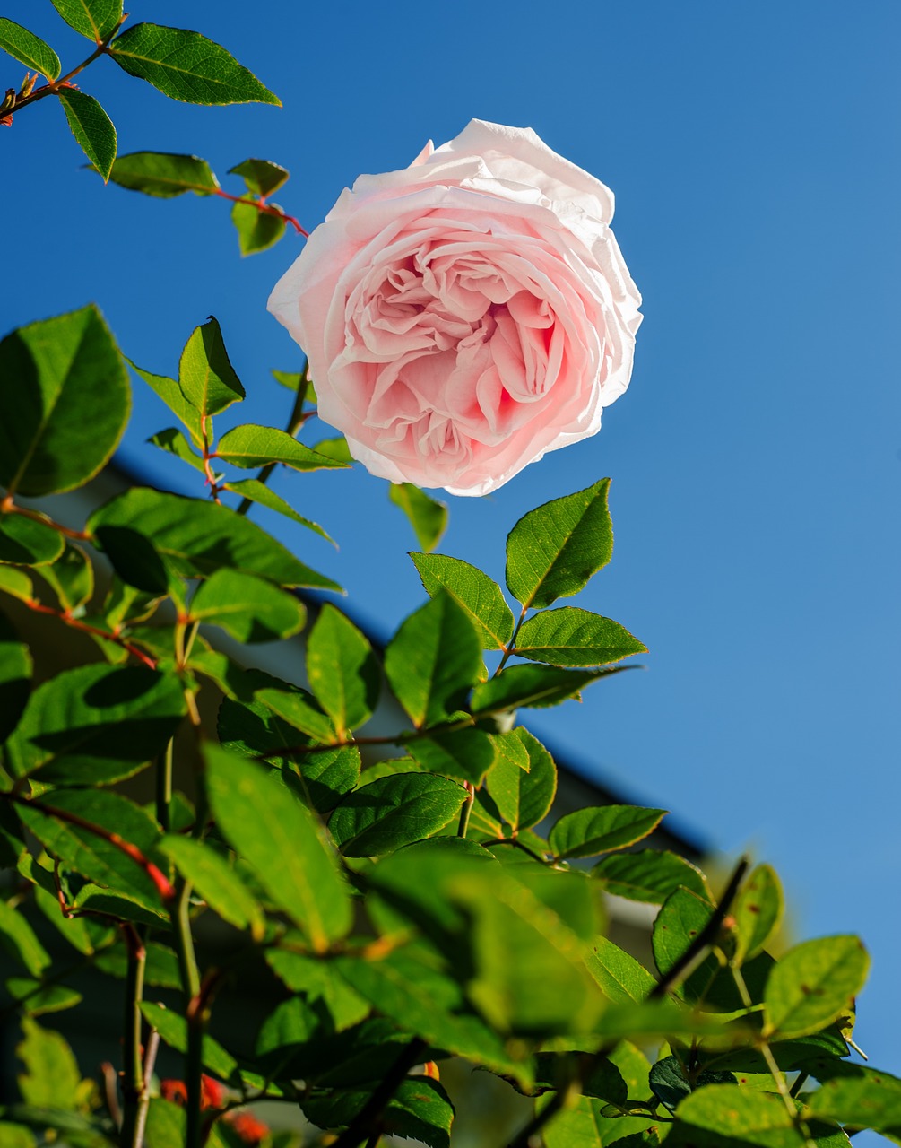 rose pink flower free photo