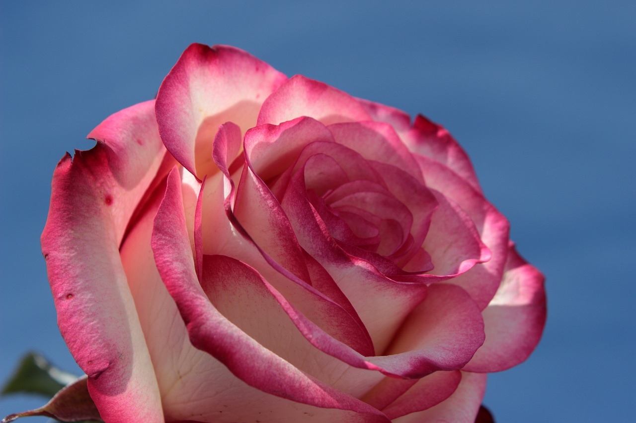 rose pink and white blossom free photo