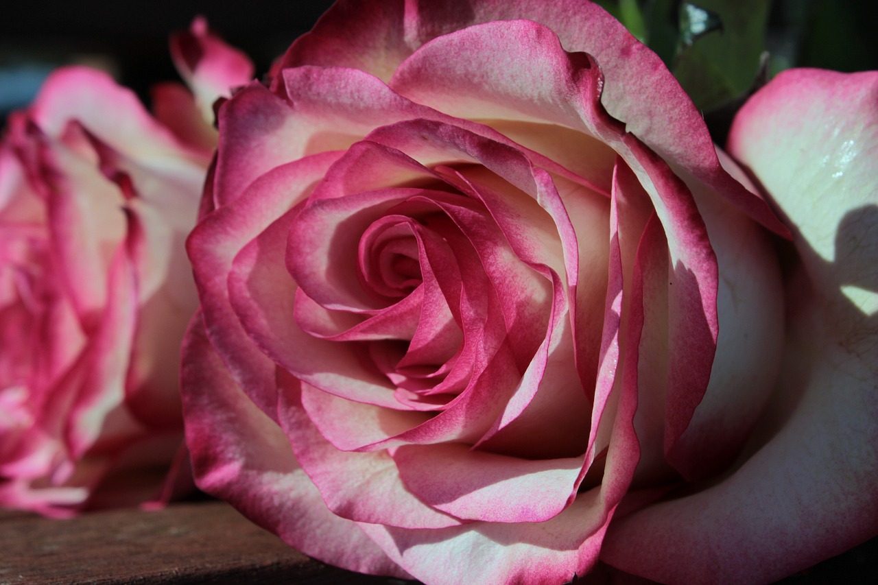 rose pink and white blossom free photo