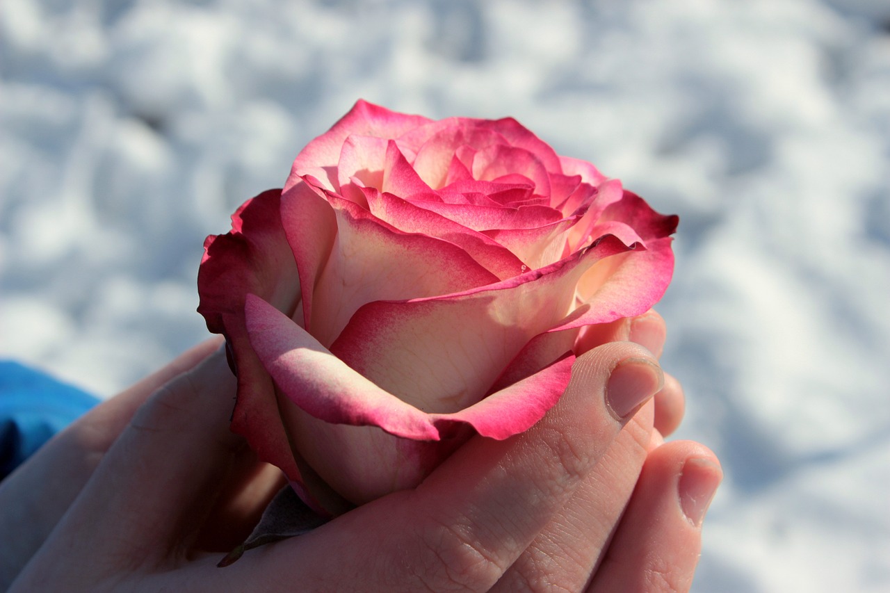 rose pink and white blossom free photo