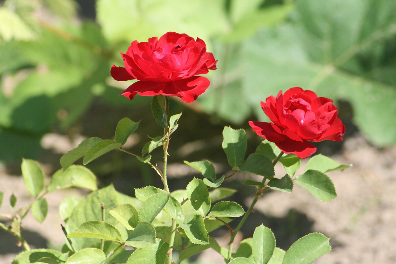 rose summer bloom free photo