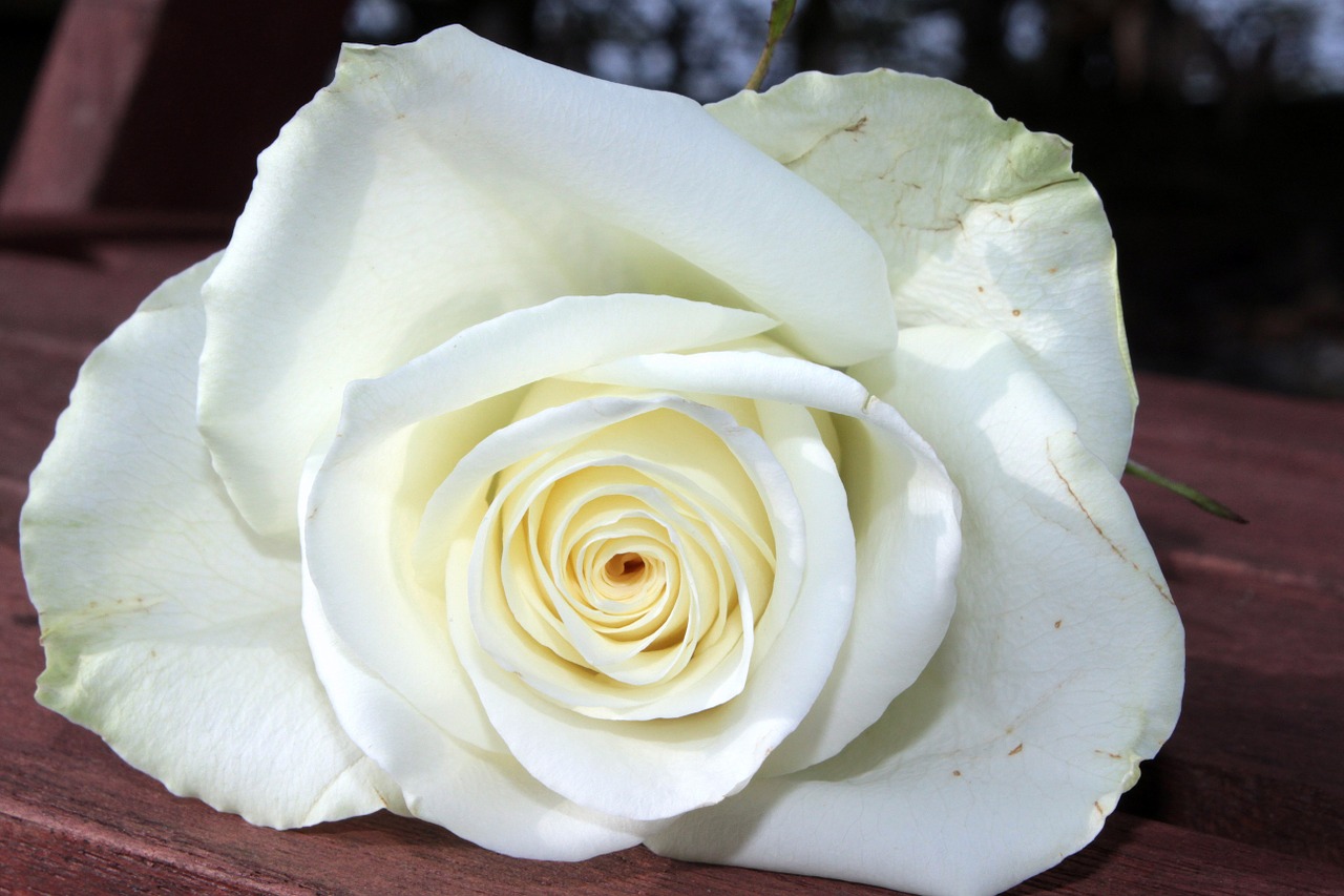 rose white rose flower free photo