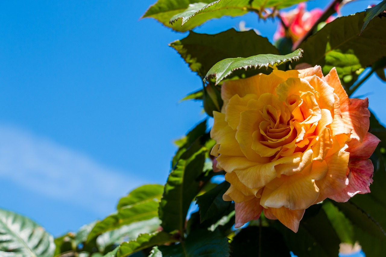 rose orange flower free photo