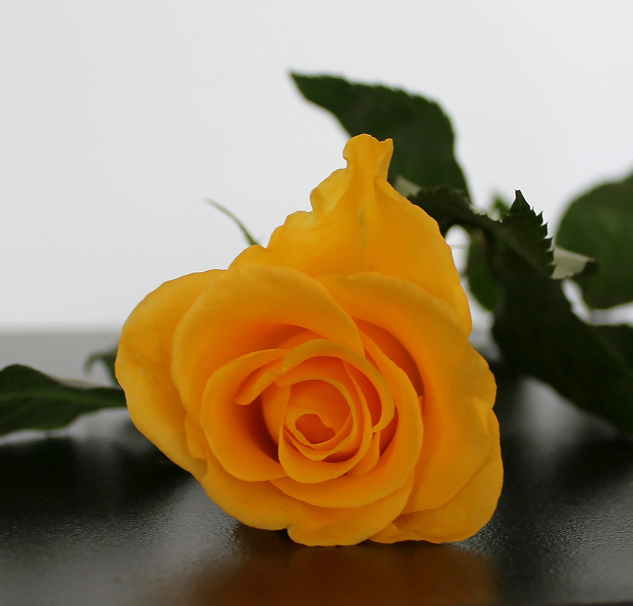 rose yellow flower free photo