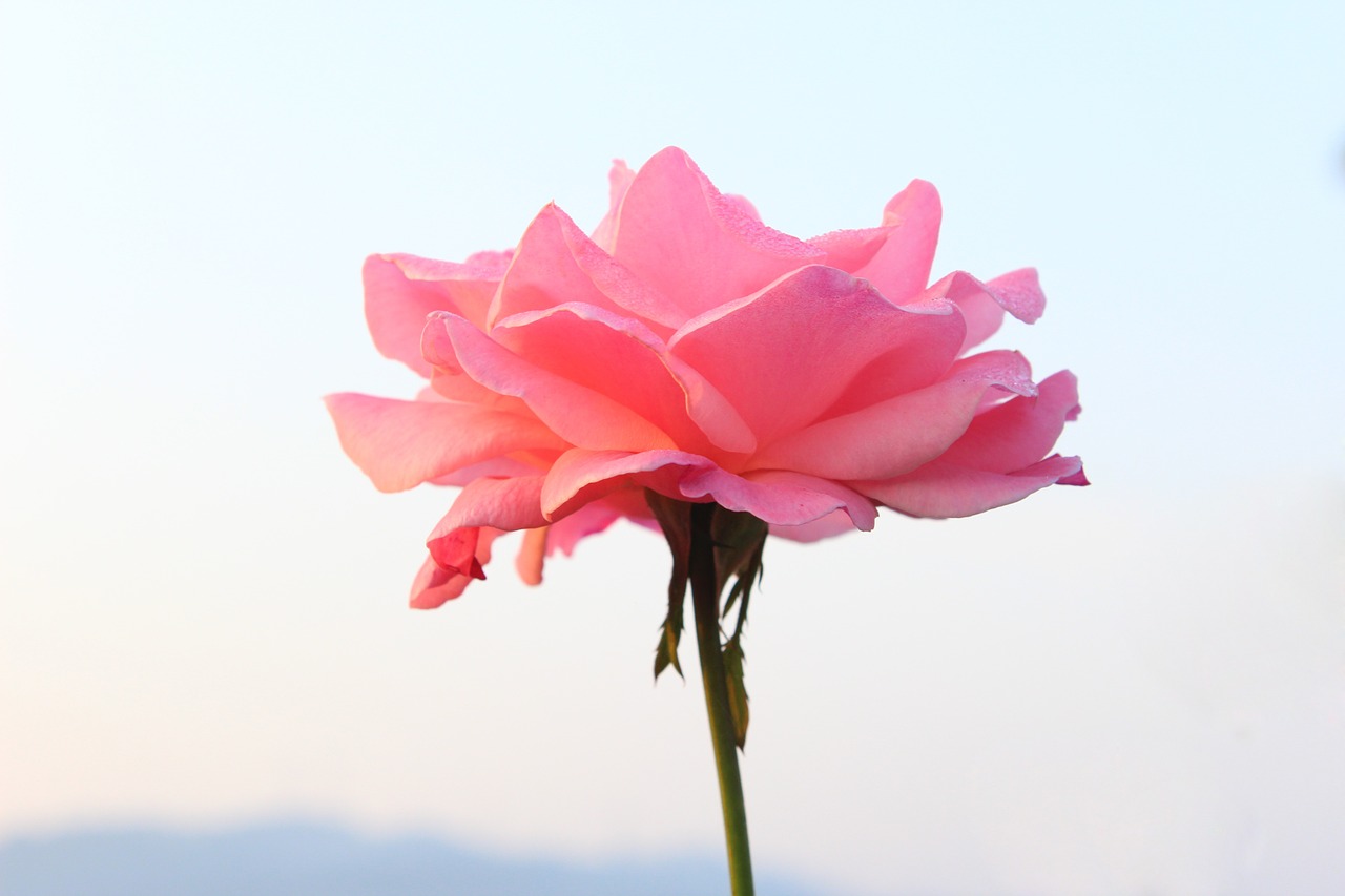 rose pink plant free photo