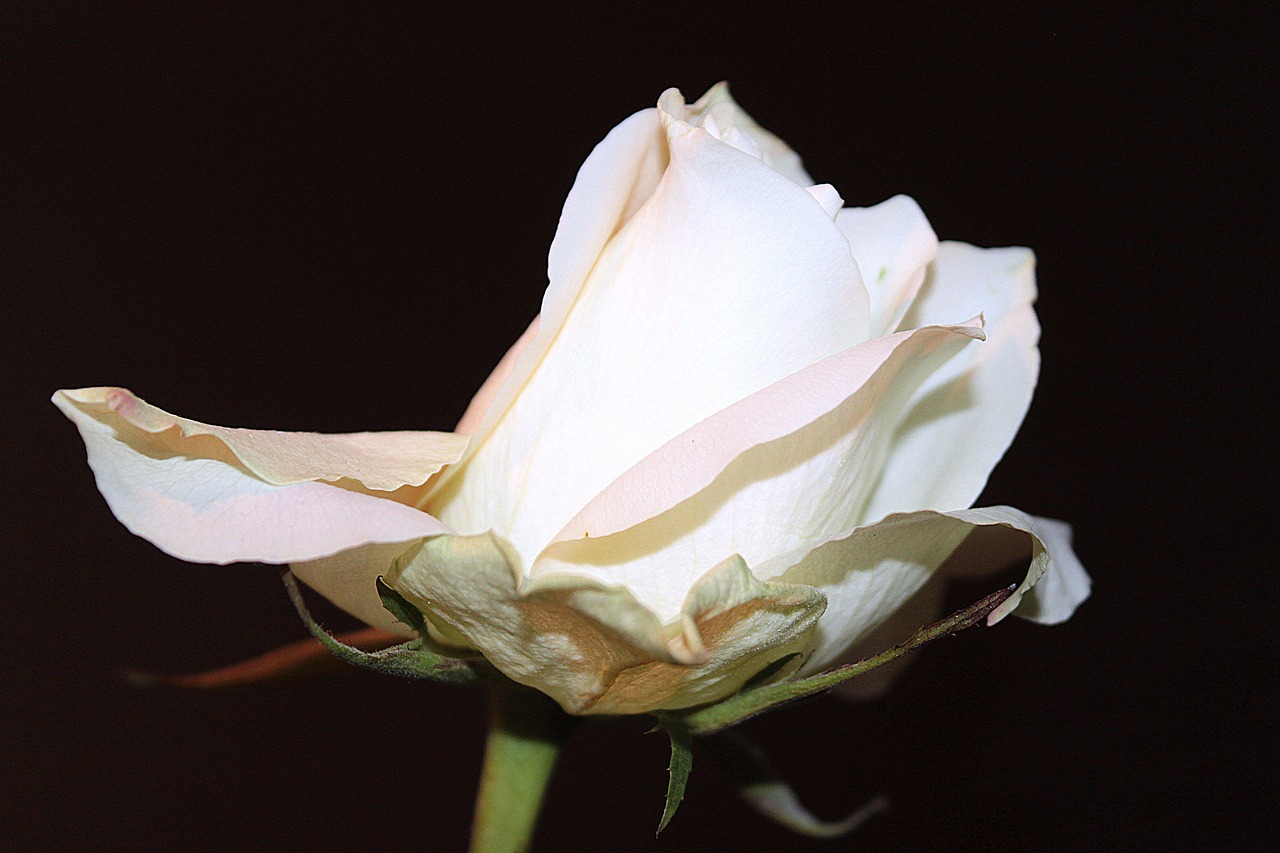 rose white rose blossom free photo