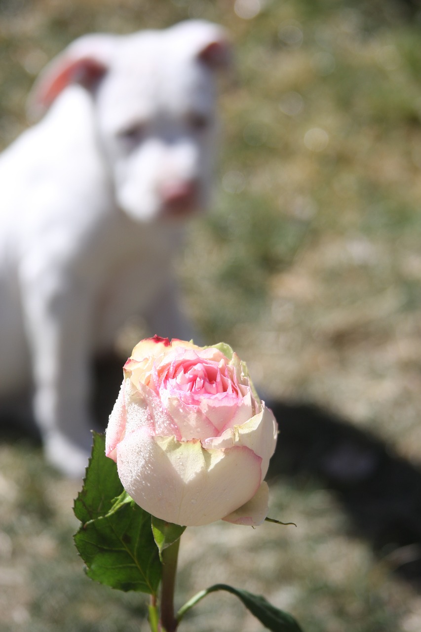 rose dog stafforshire free photo