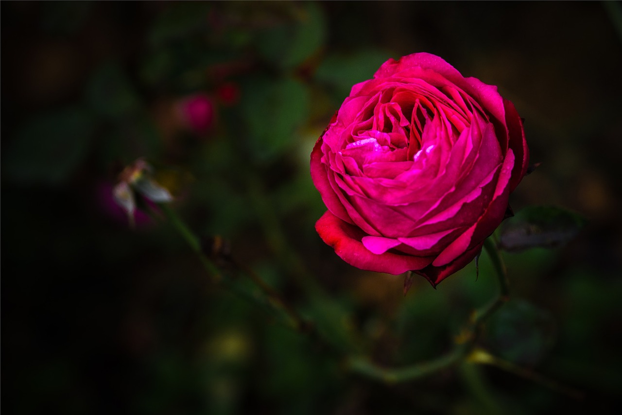 rose red dark free photo