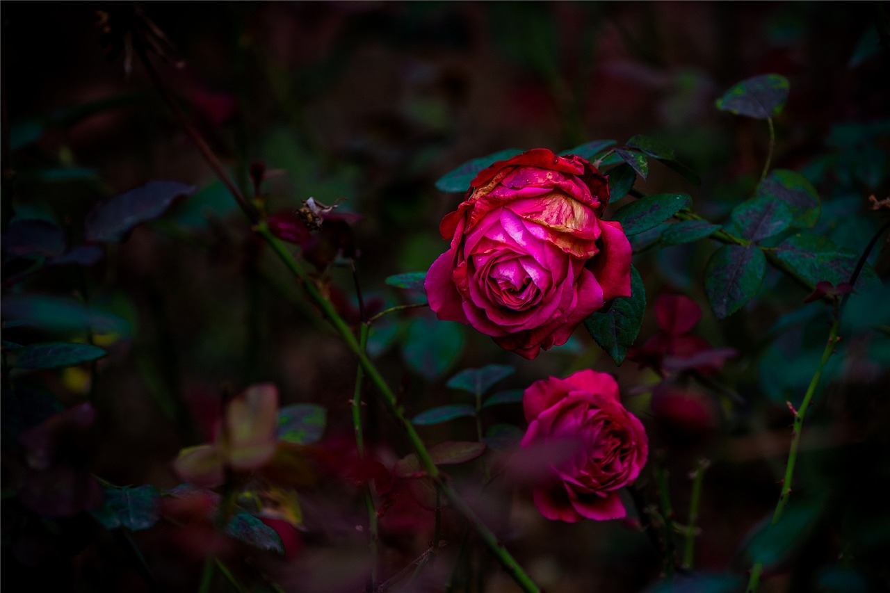 rose red dark free photo