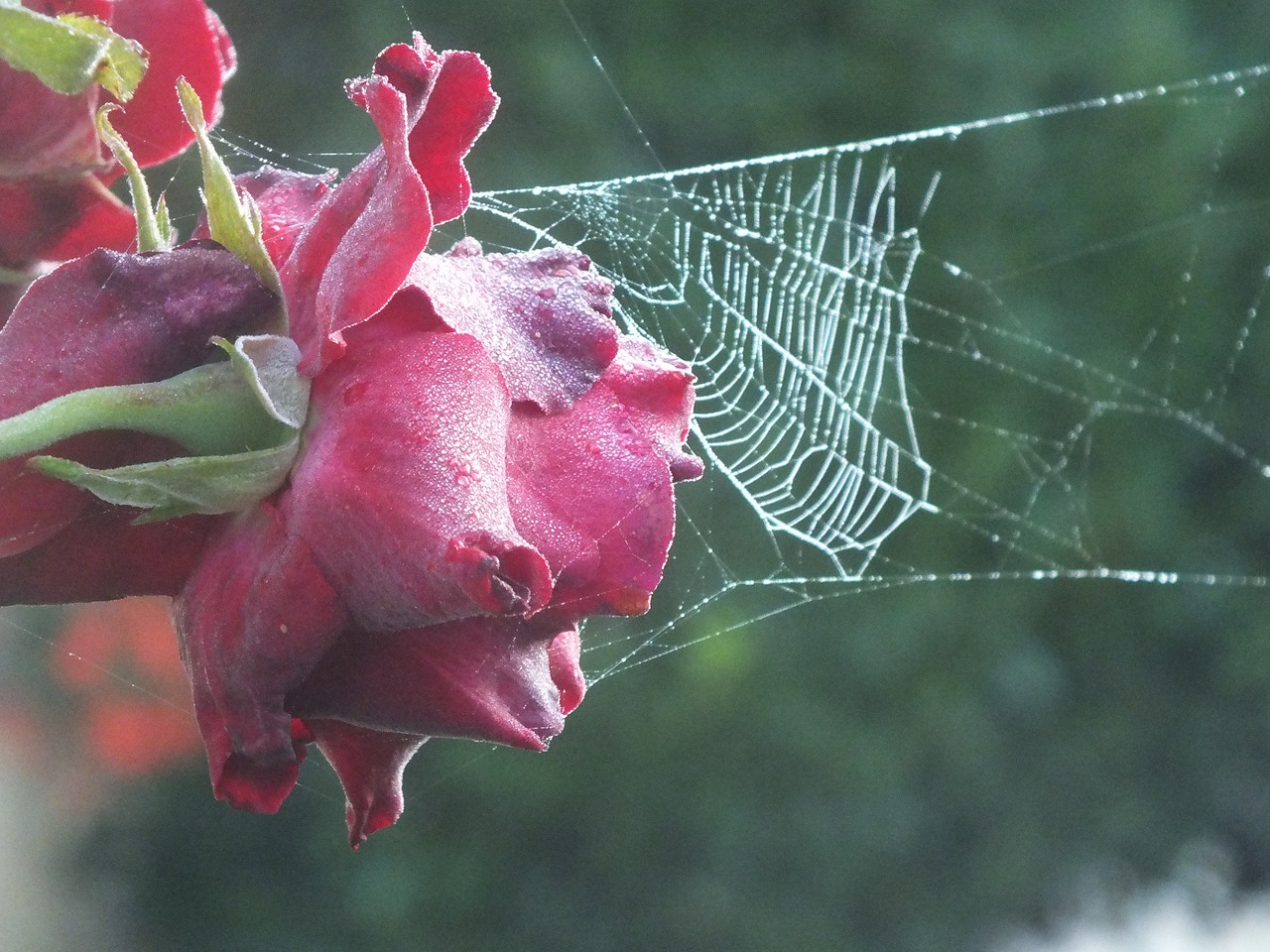 rose atlweibersommer cobweb free photo