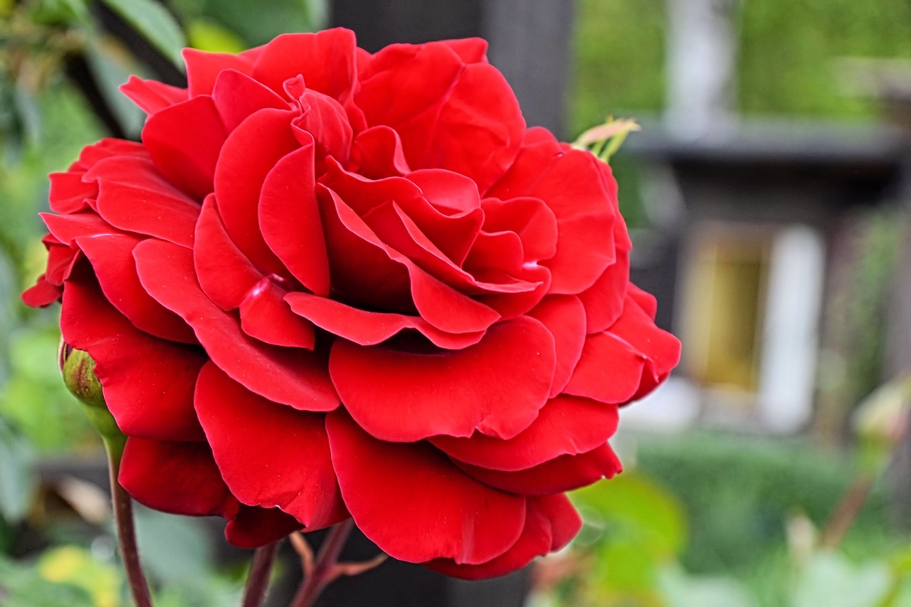 rose red red rose free photo