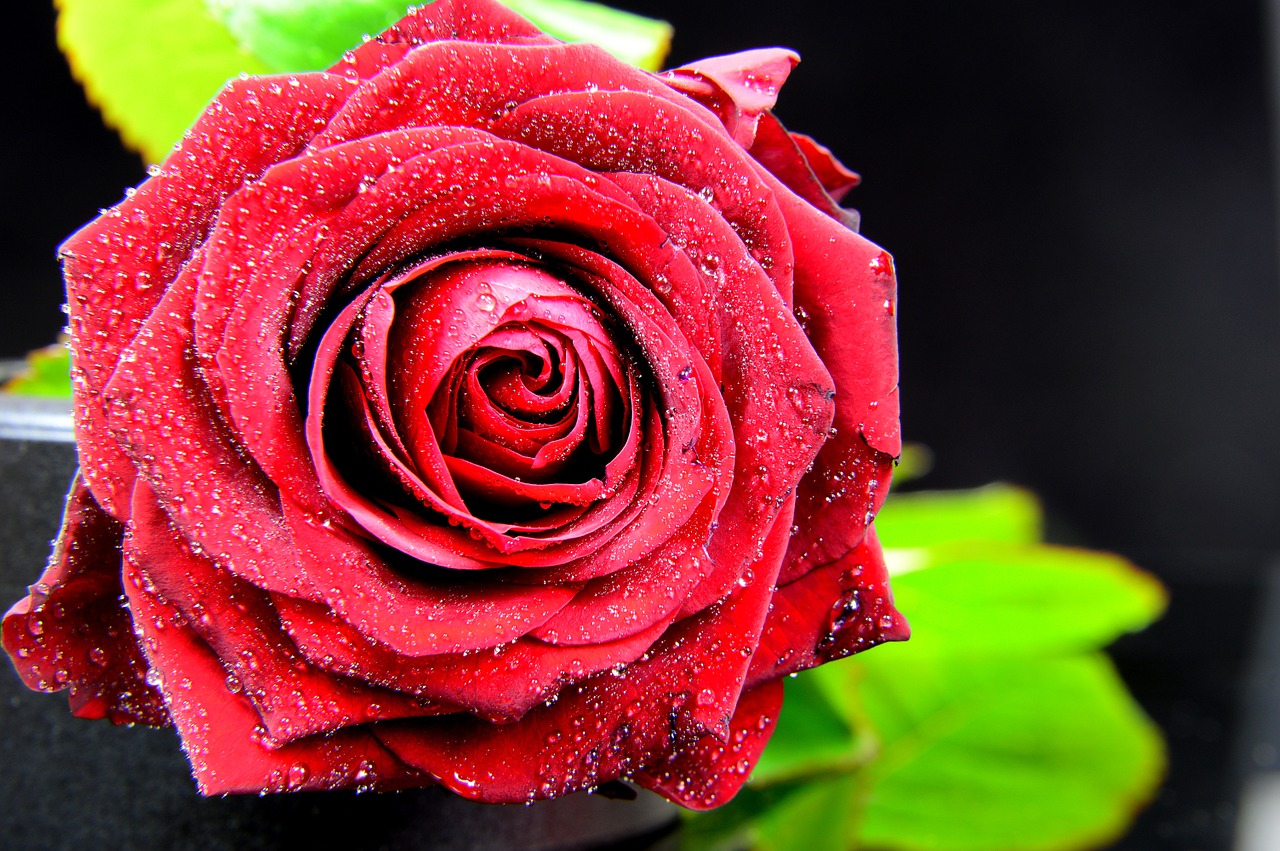 rose red nature free photo