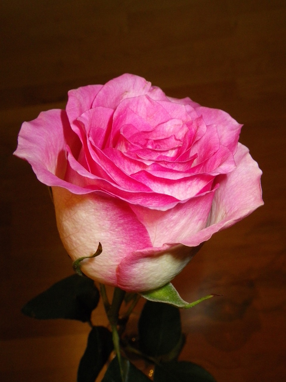 rose pink flower free photo