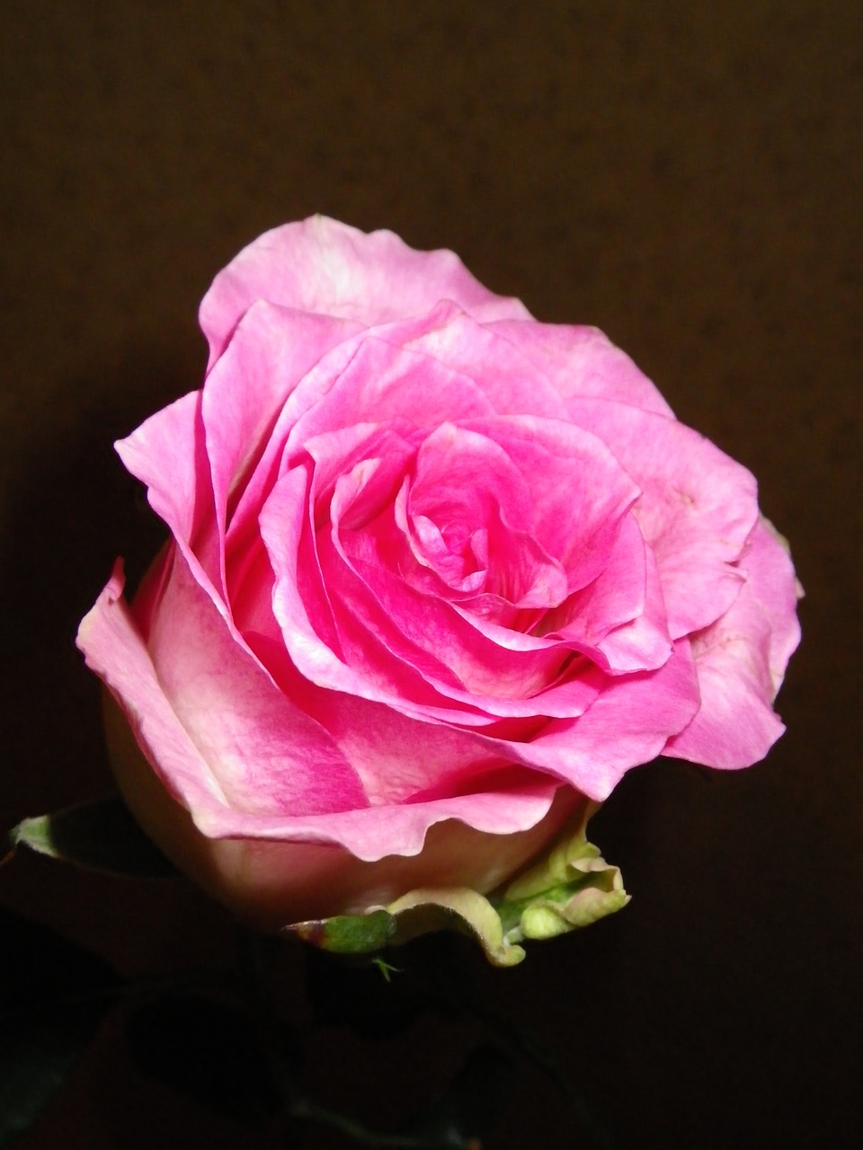 rose pink flower free photo