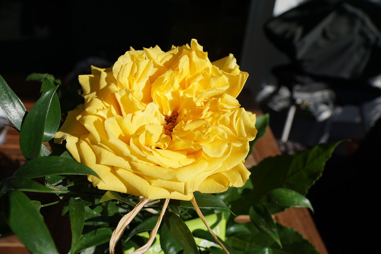 rose yellow flower free photo