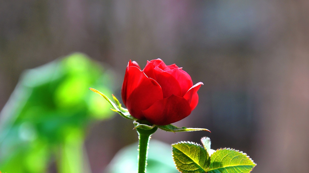 rose red rose blooms free photo