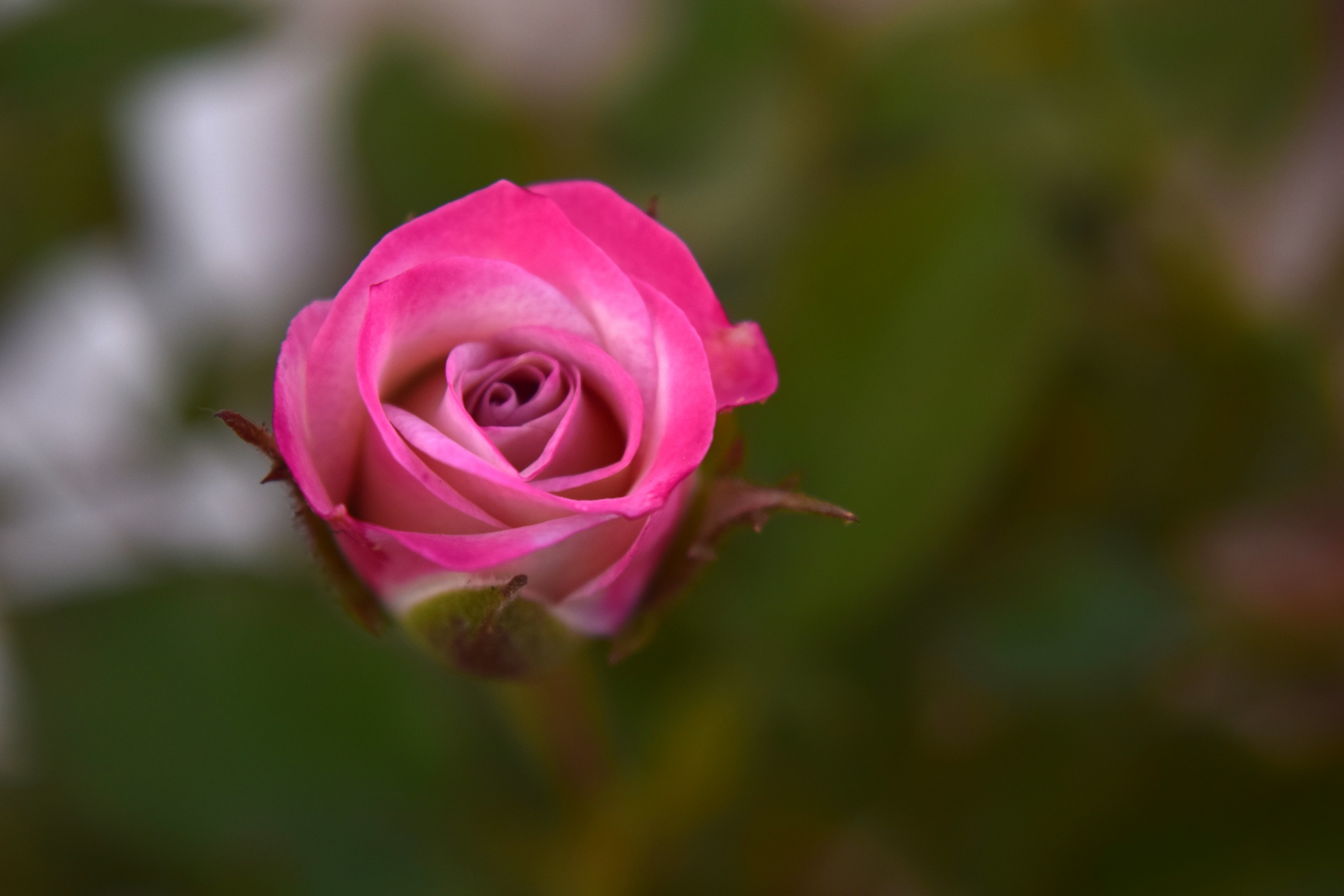 rose flower red free photo