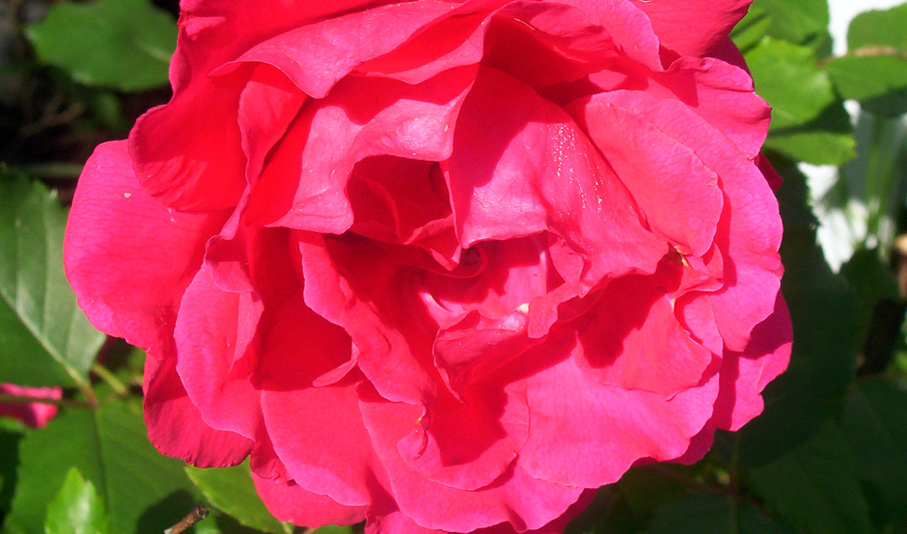 red rose flower free photo