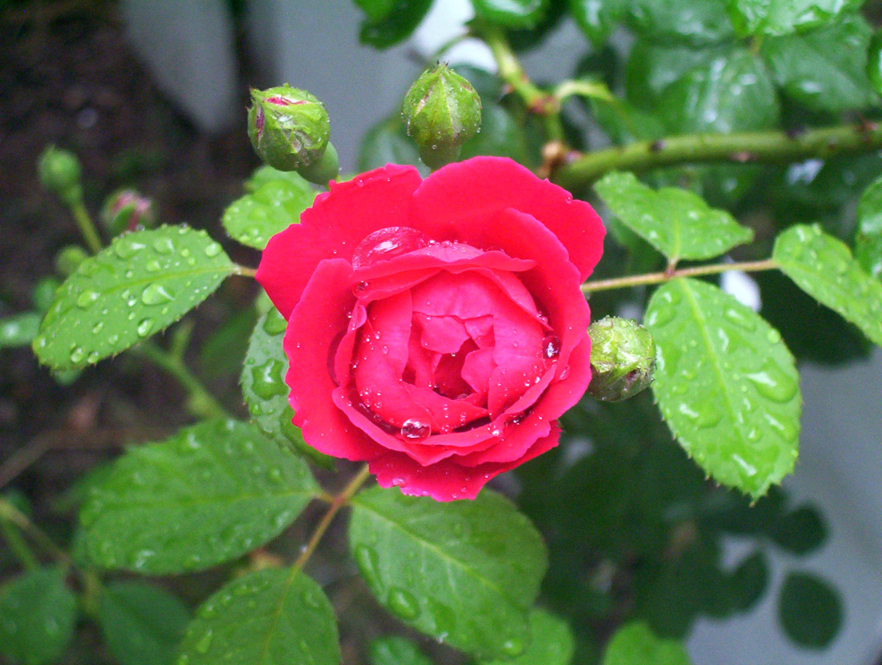 red rose flower free photo