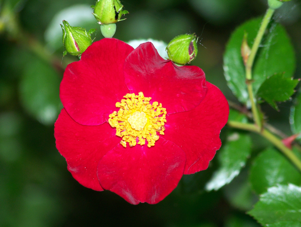 rose red bloom free photo