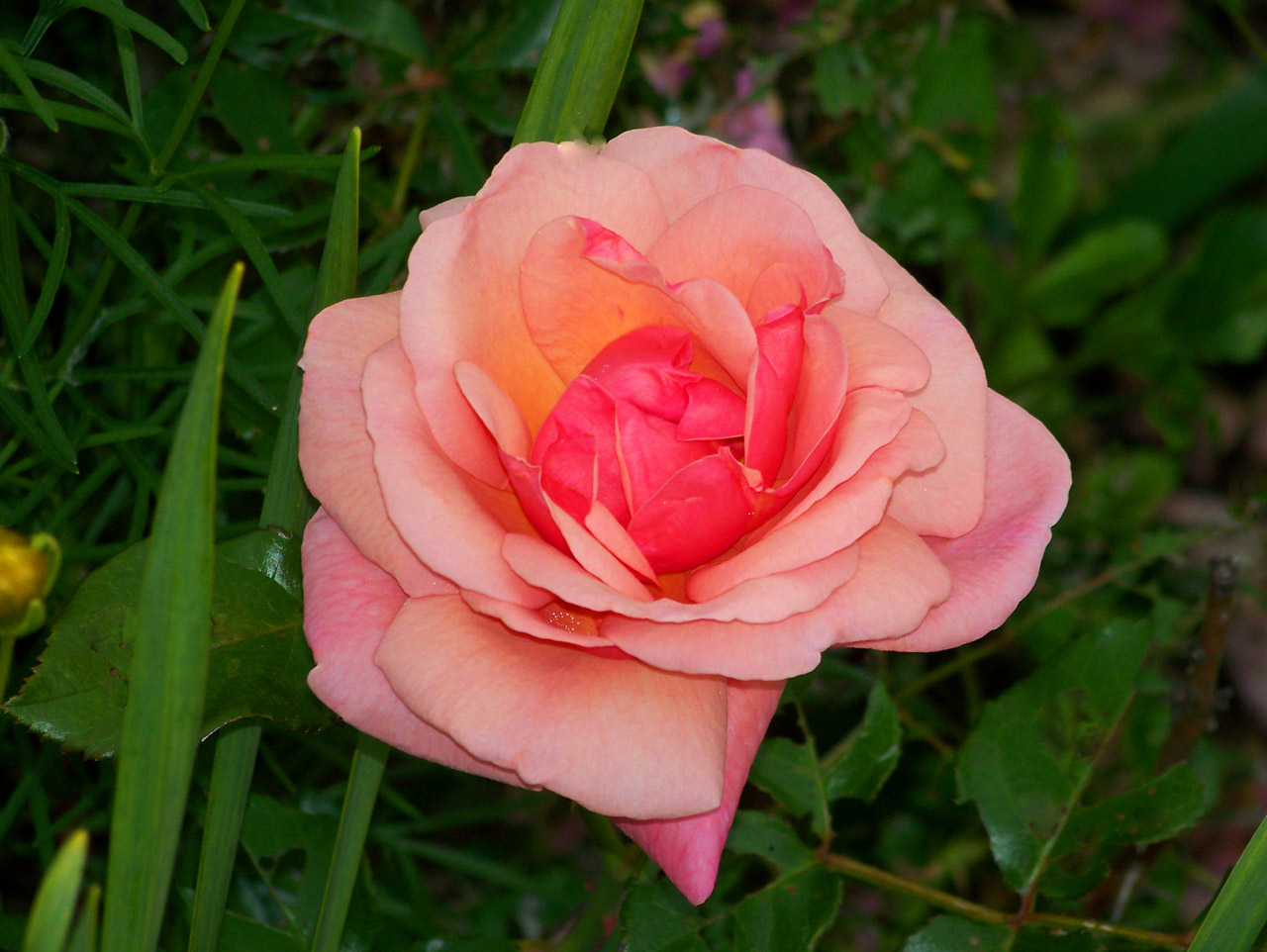 rose pink rose free photo