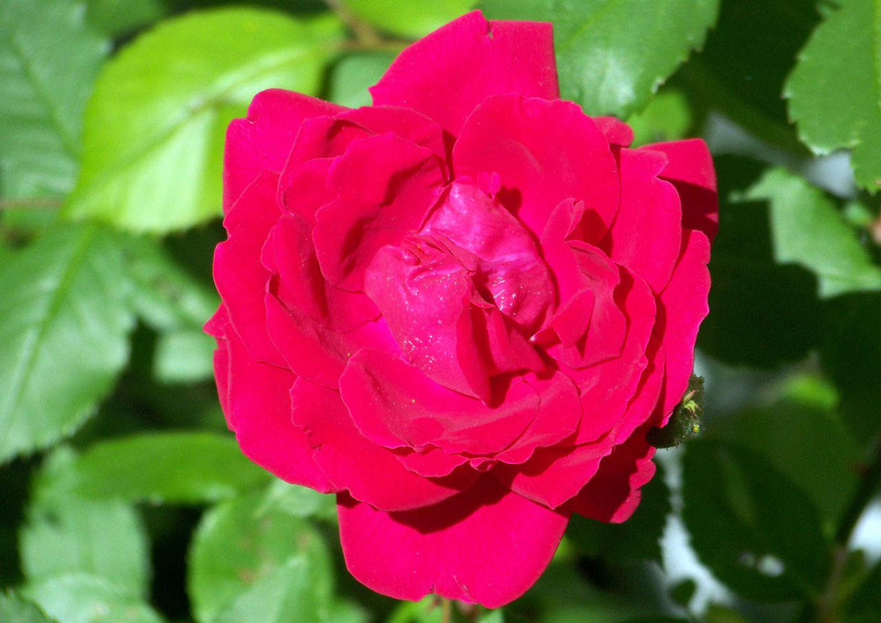 rose red bloom free photo