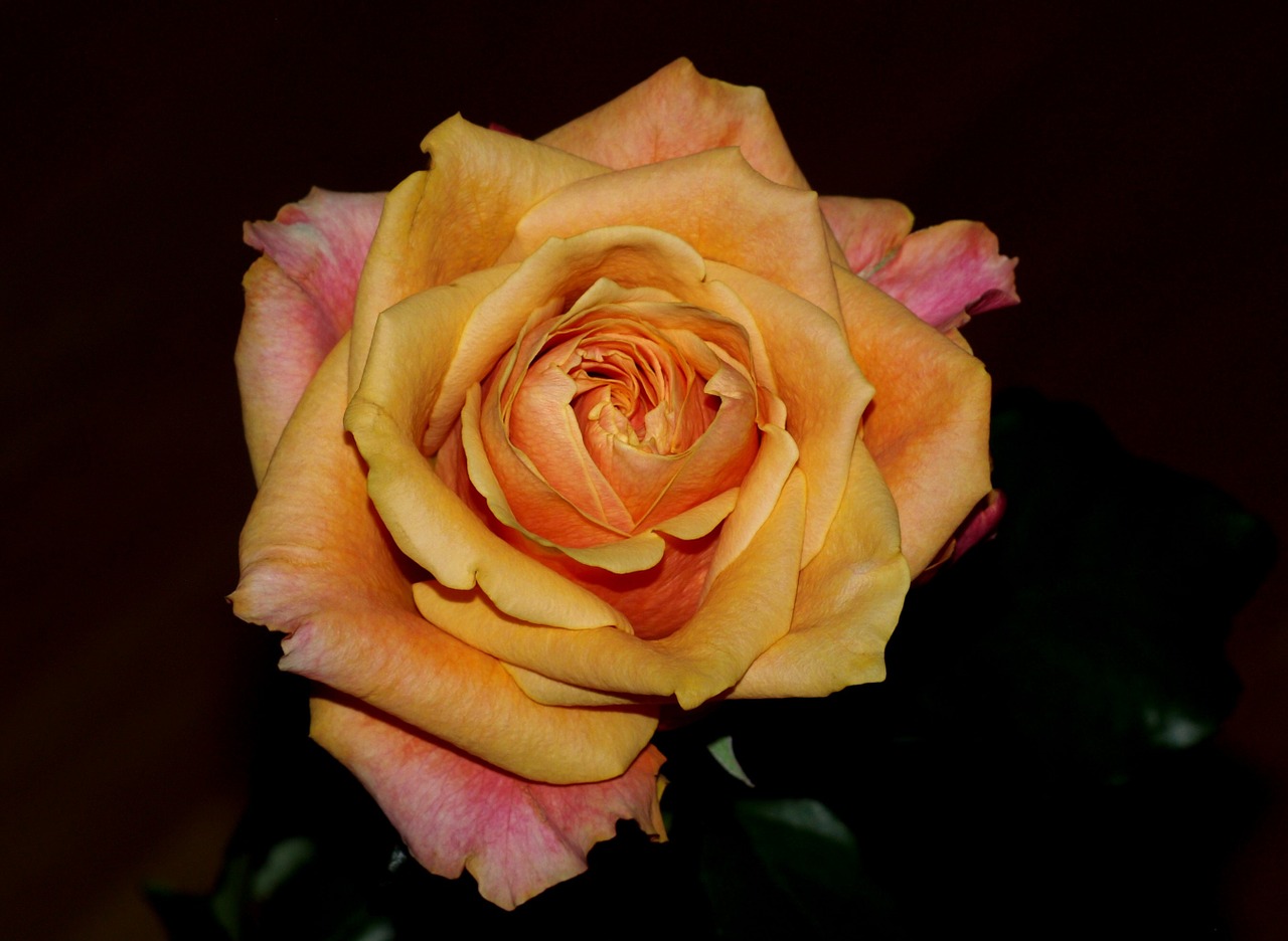 rose flower orange free photo