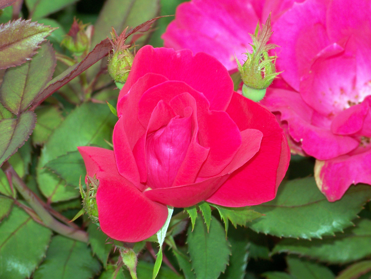 rose red bloom free photo