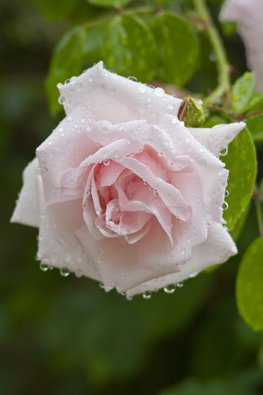 rose nature dew free photo