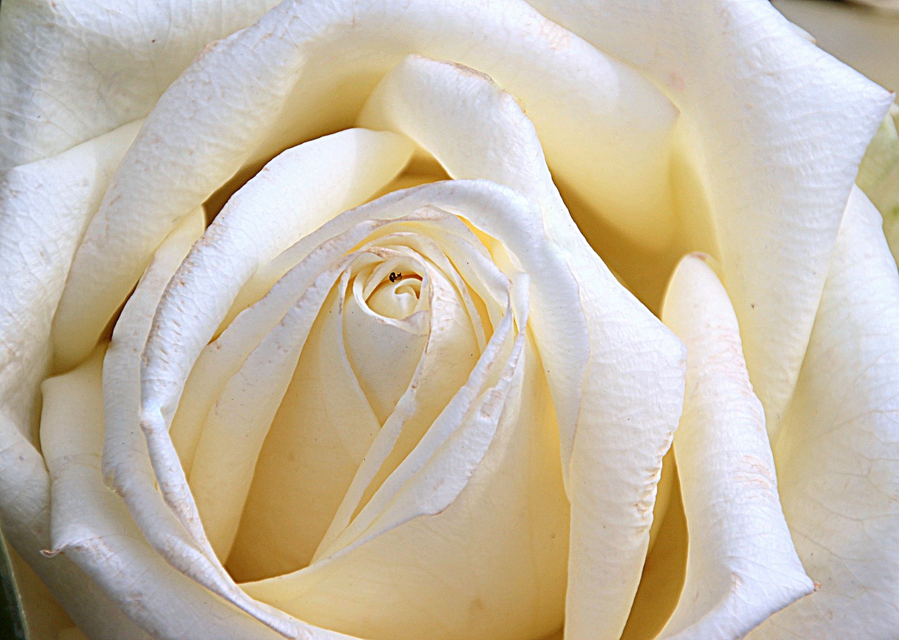 rose rose bloom white free photo