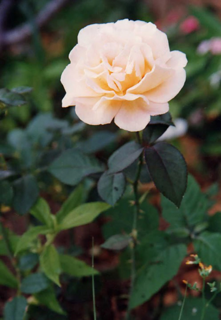 rose plant garden free photo