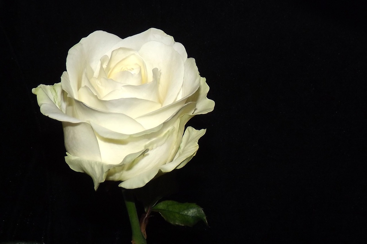 rose white blossom free photo