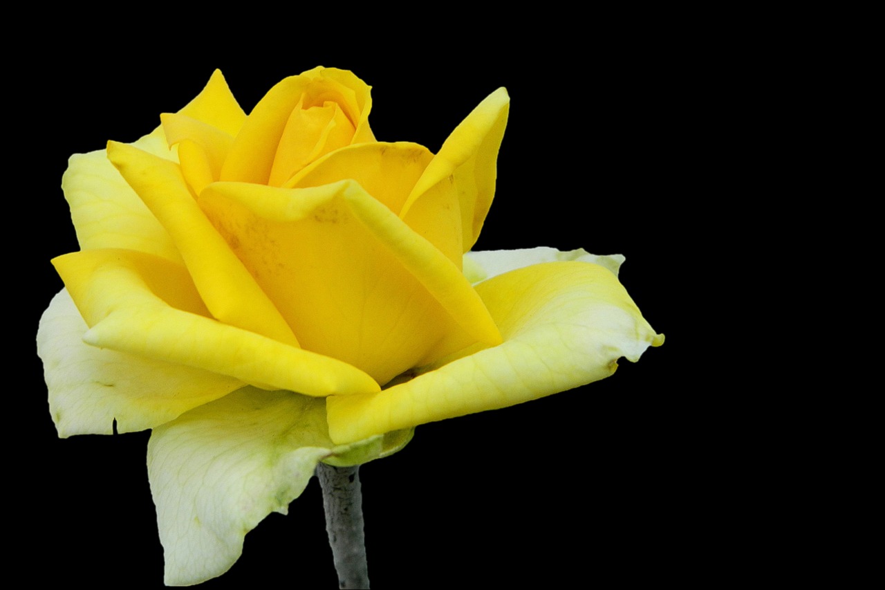 rose yellow blossom free photo