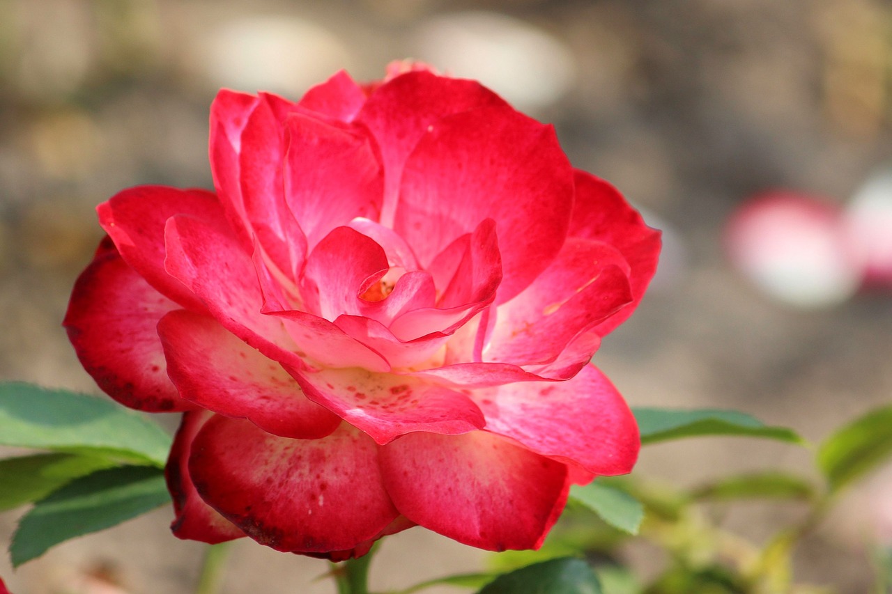 rose red red rose free photo