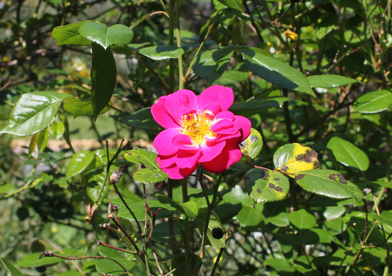 rose red flower free photo