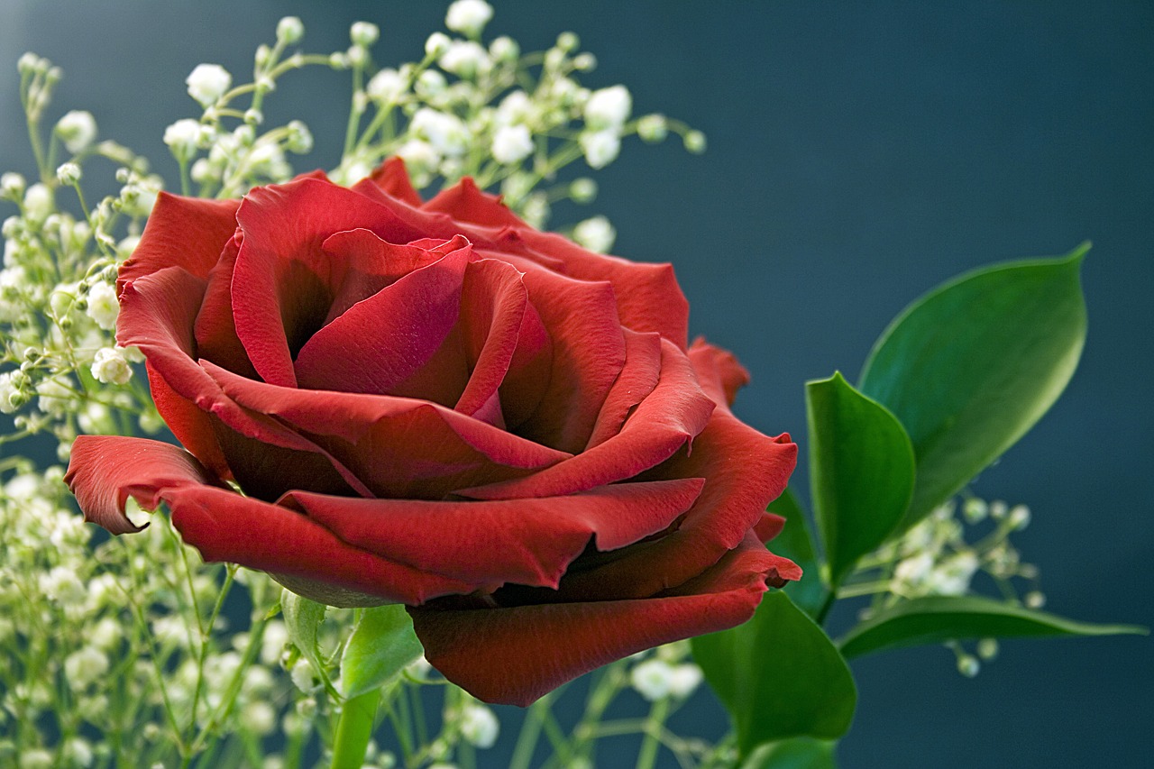 rose red flower free photo