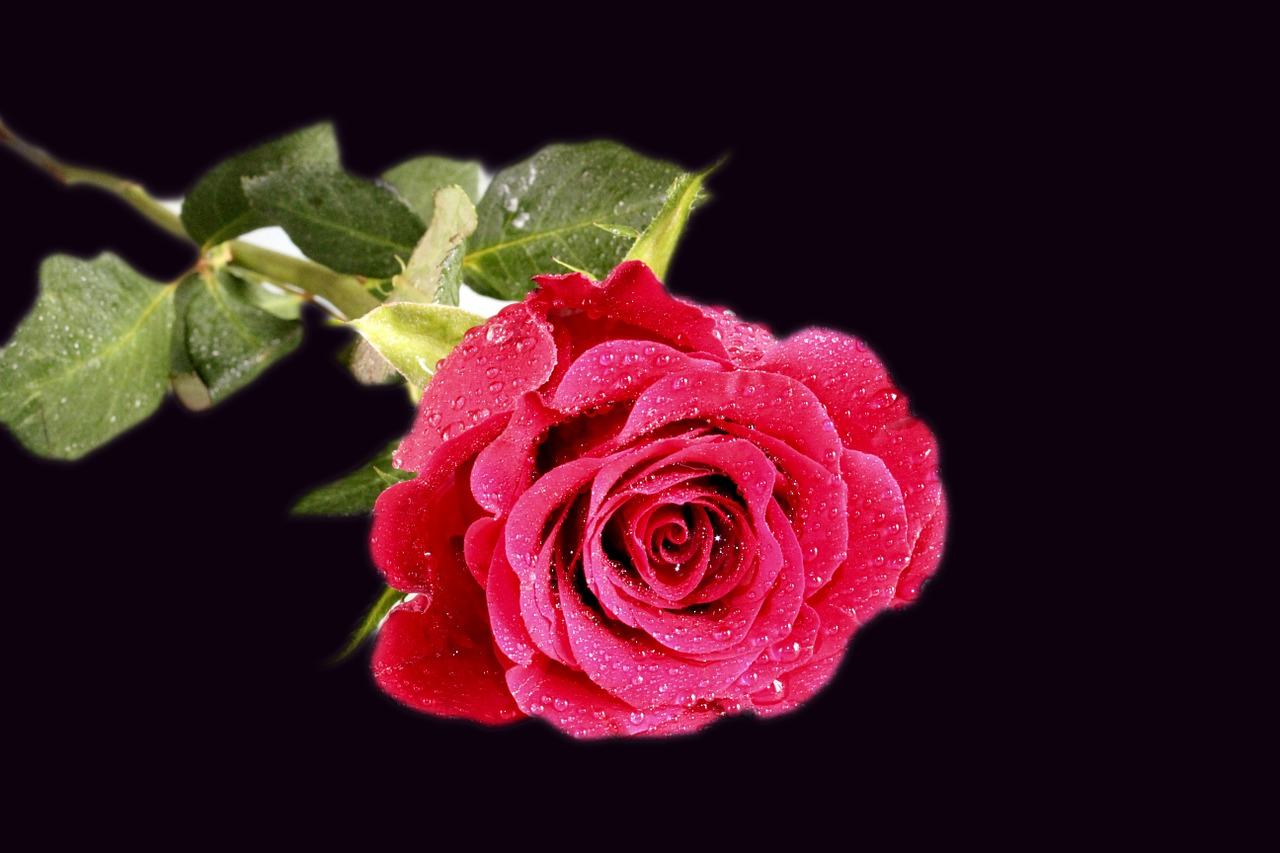 rose flower red rose free photo