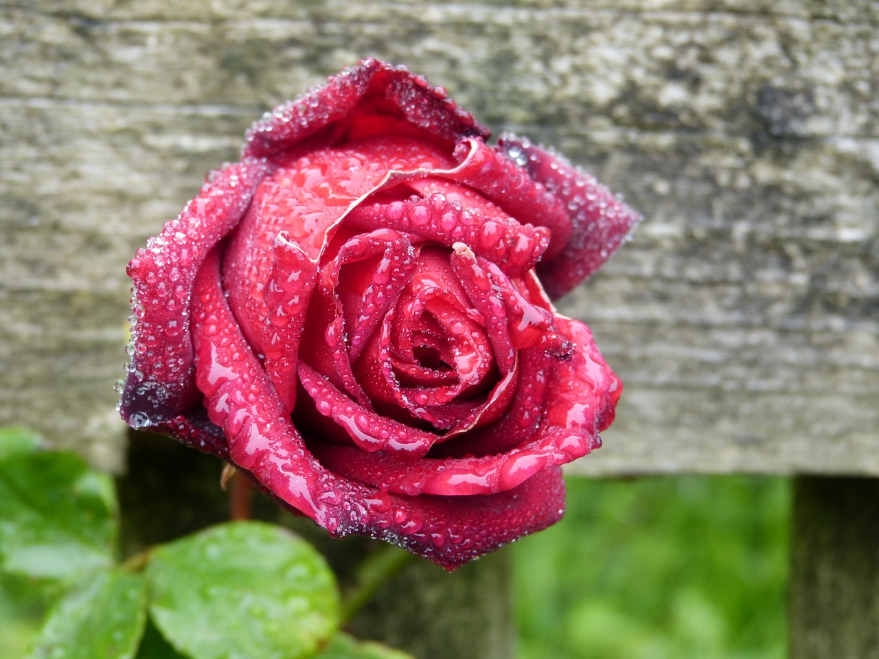 rose pink rain free photo