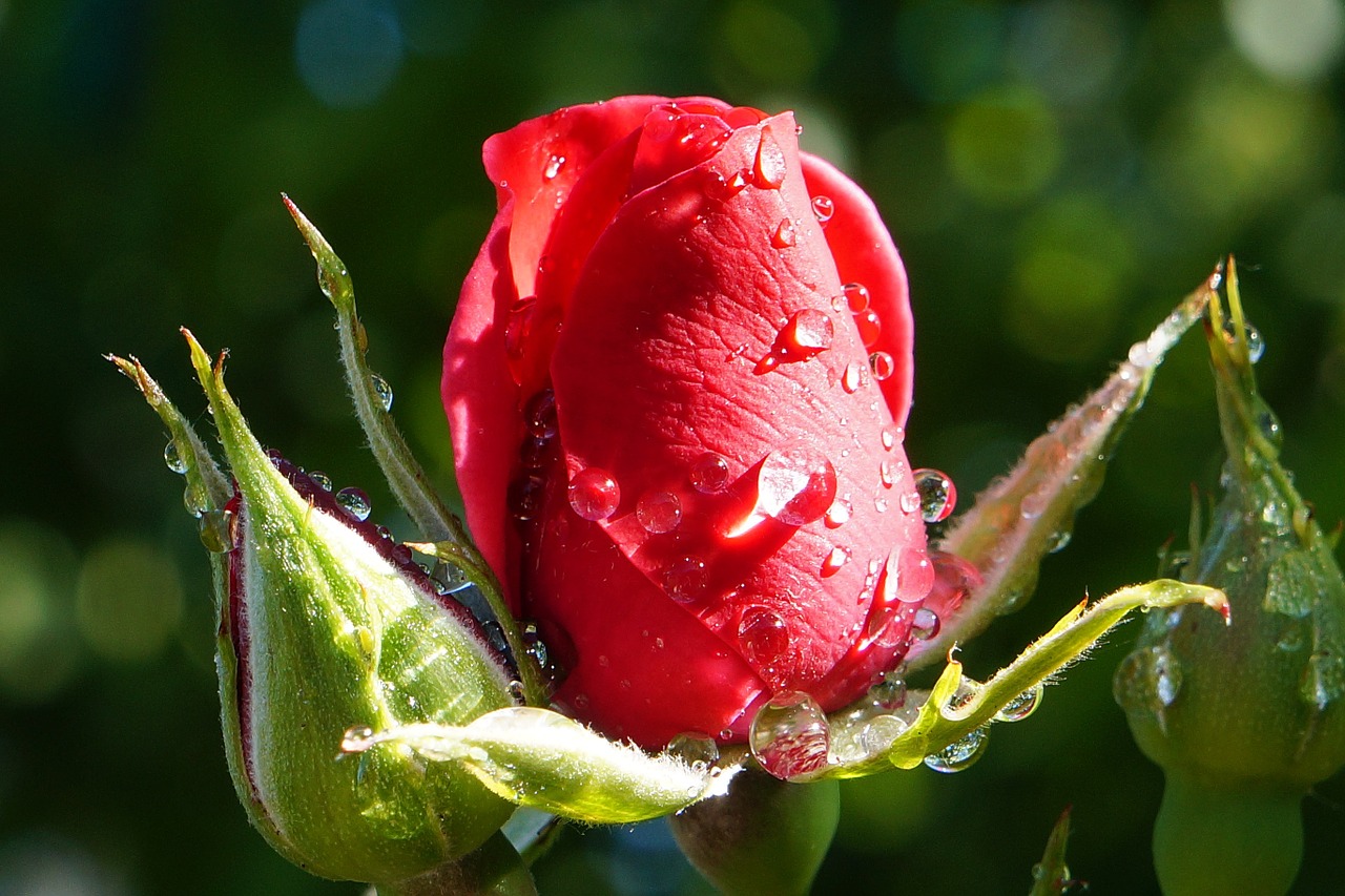 rose red flower free photo