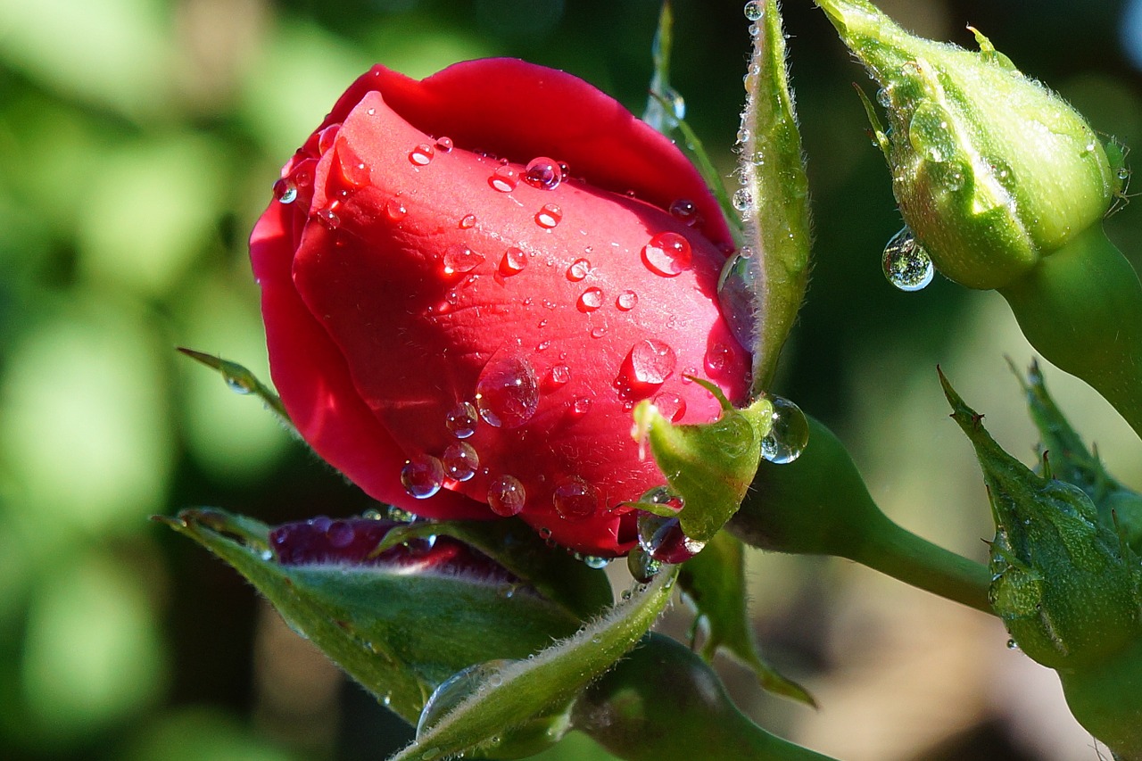 rose red drops free photo