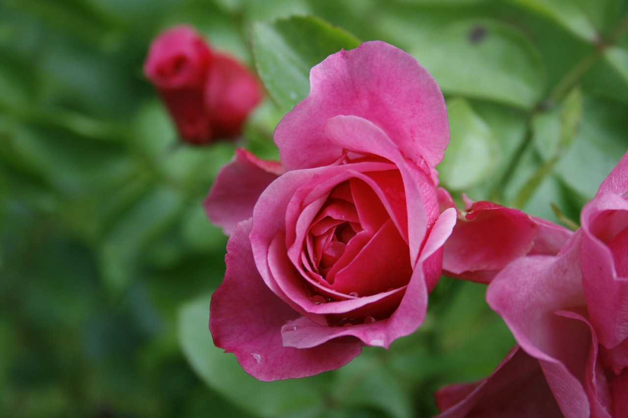 roses flower bush free photo