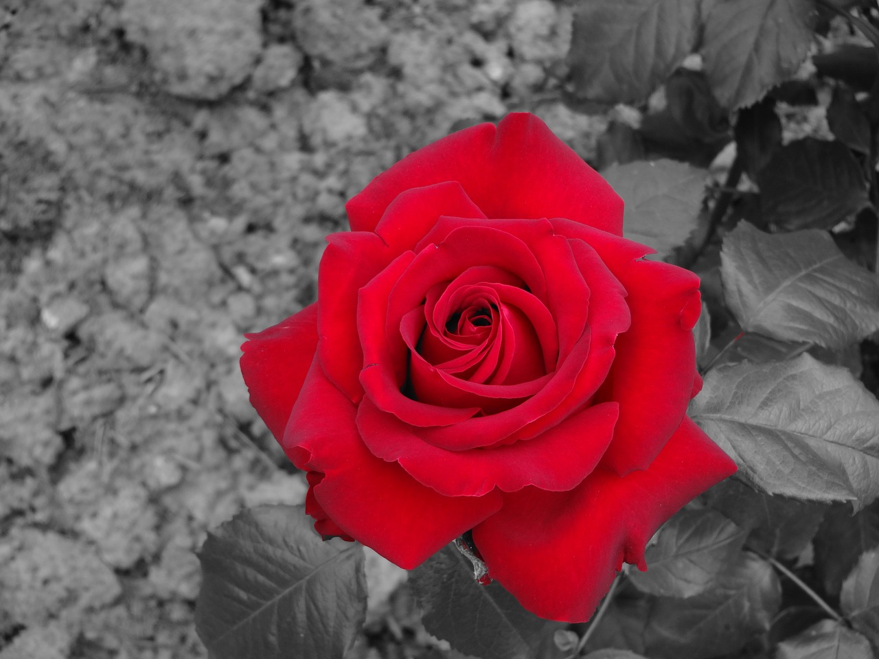 rose red flower free photo