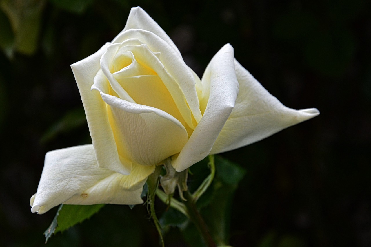 rose white blossom free photo
