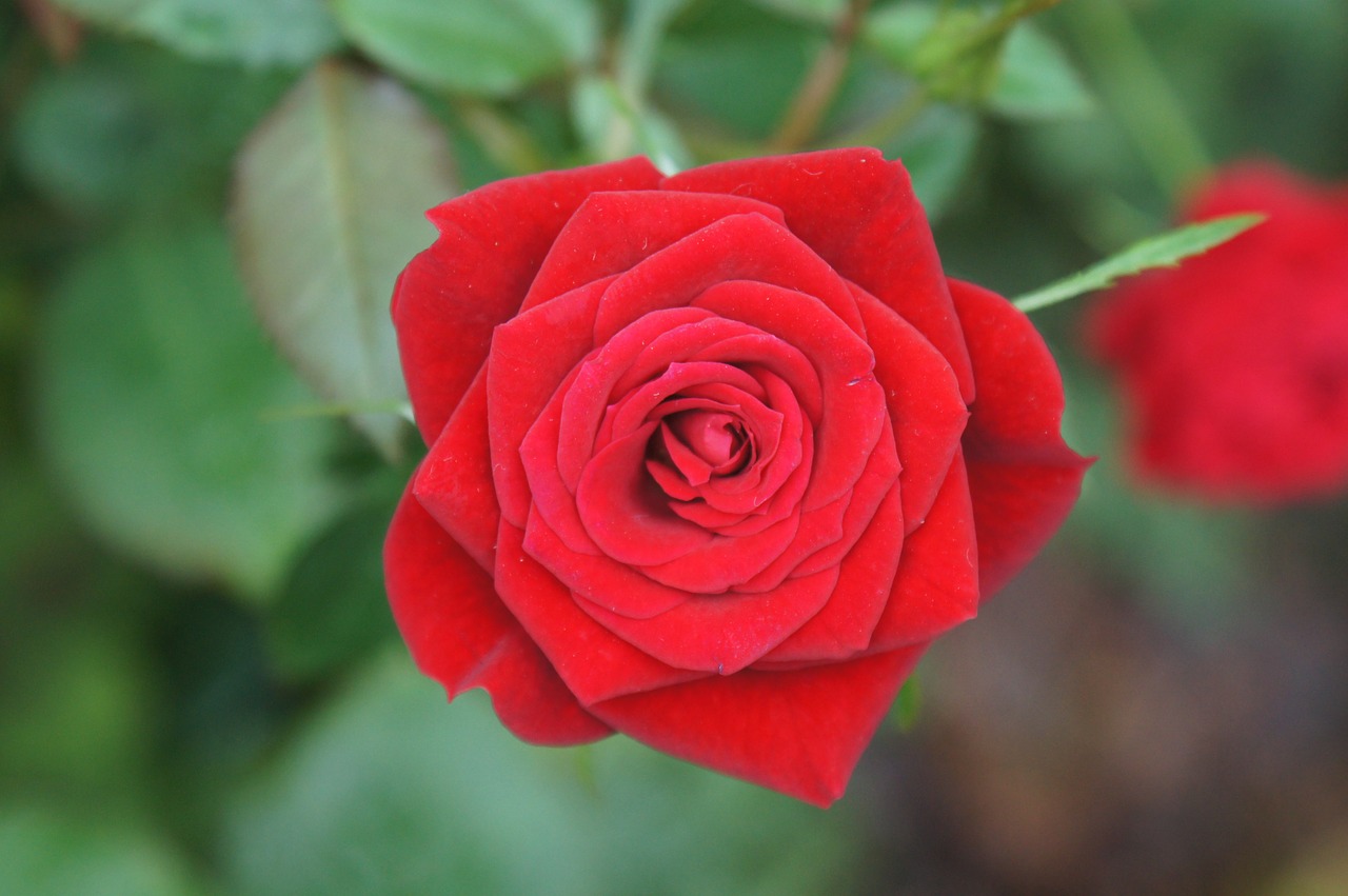 rose red rose flower free photo