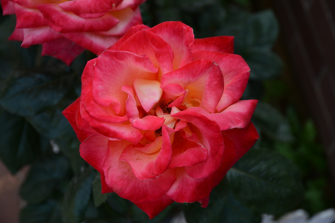 rose beilun red free photo