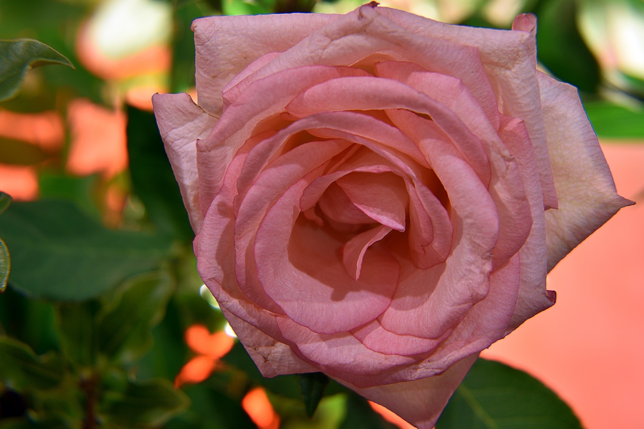 rose pink color petals free photo