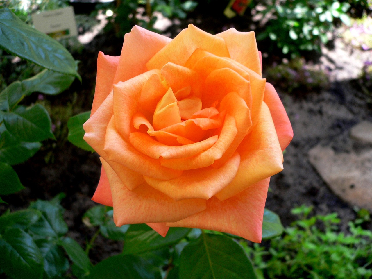 rose red orange free photo