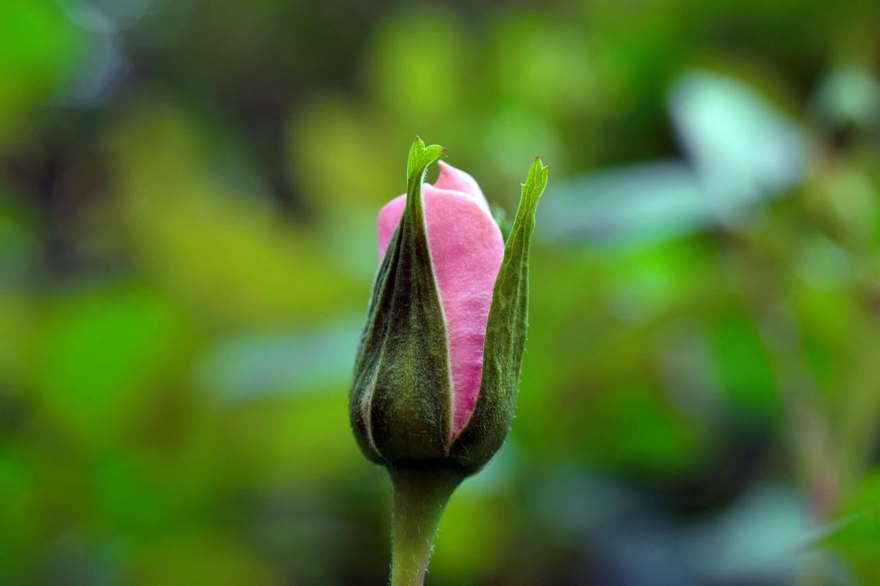 rose pink garden free photo