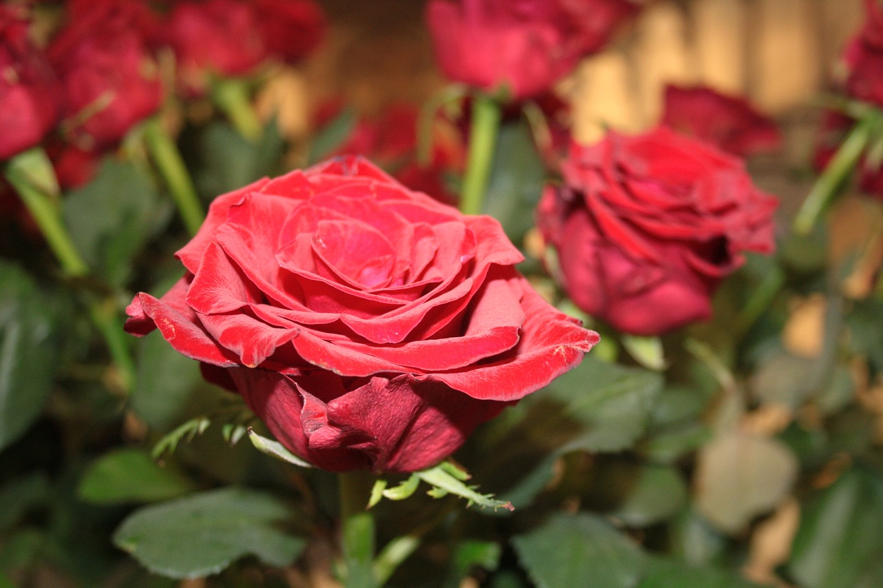 rose red red roses free photo