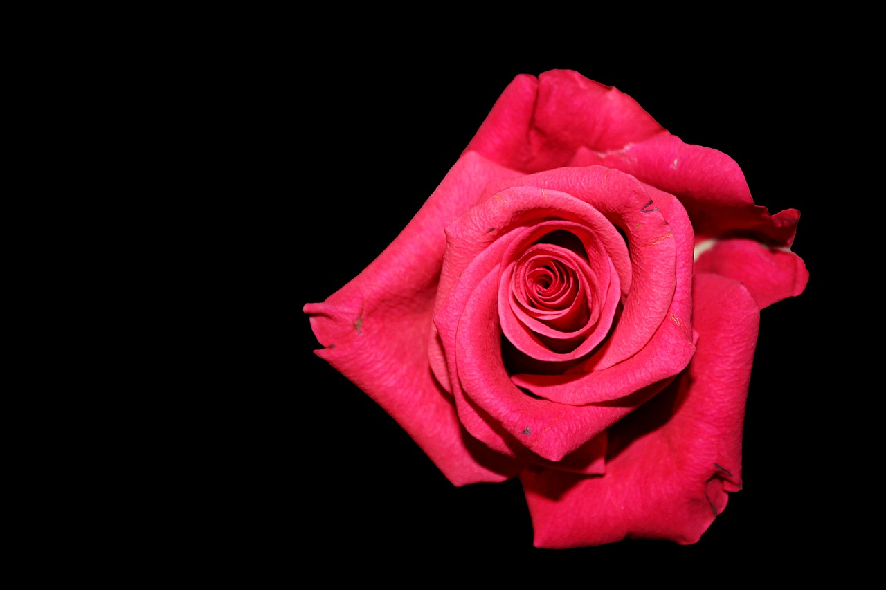 Rose,red,black background,rose bloom,red rose - free image from needpix.com